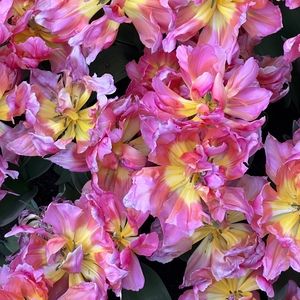 Meet your Posher, Nathalie